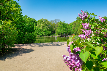 Image showing Lilac in Krasinski Garden