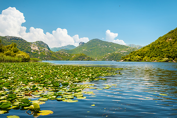 Image showing Lotus on skadar lake