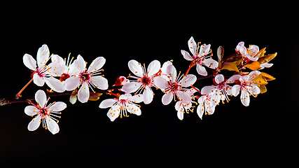 Image showing Blooming cherry tree