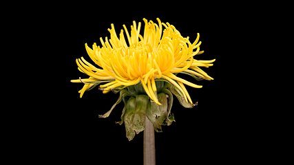 Image showing Dandelion flower on black