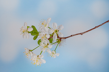 Image showing White spring cherry blossom