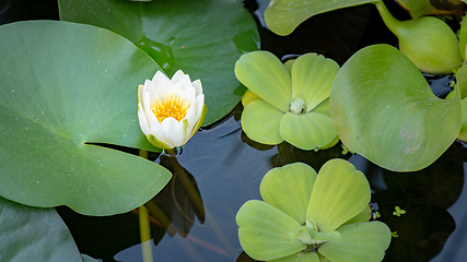 Image showing Water Lily flower in pond