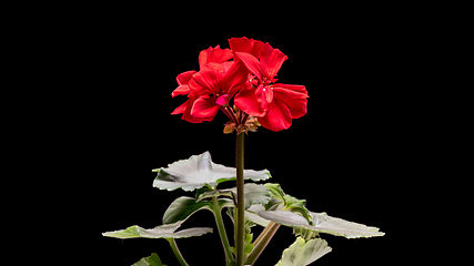 Image showing Geranium flowers on black