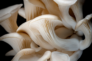 Image showing Oyster mushrooms on black