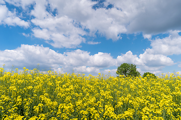 Image showing Canola or rapeseed field