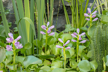 Image showing Flower Water Hyacinth blooming