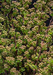 Image showing Spirea bush flowers