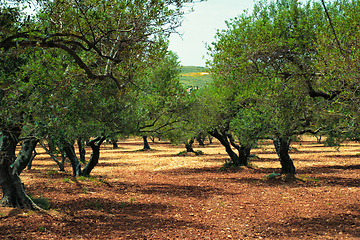 Image showing Olive trees Olea europaea in Crete, Greece for olive oil production