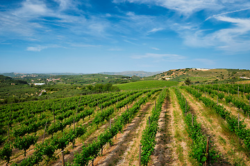 Image showing Wineyard with grape rows in Greece