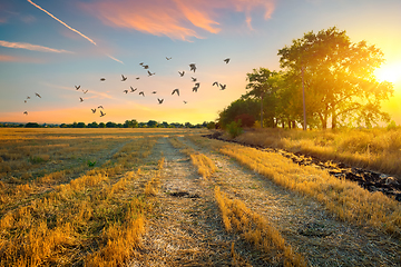 Image showing Mowed field at sunset