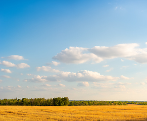 Image showing Mowed field of wheat