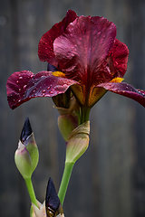 Image showing beautiful blooming iris flower