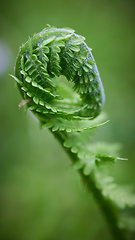 Image showing green fern leaf