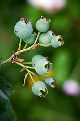 Image showing fresh green blueberries