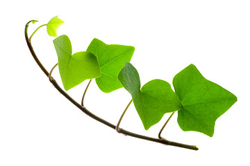 Image showing Sprig of Ivy