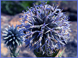 Image showing blue flower