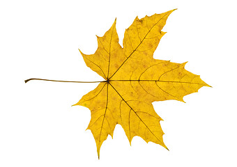 Image showing Maple Leave