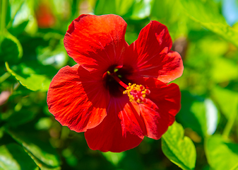 Image showing Open flower pomegranate