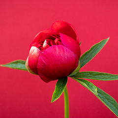 Image showing beautiful peony flower