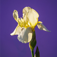 Image showing beautiful blooming iris flower