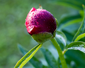 Image showing red peony flower