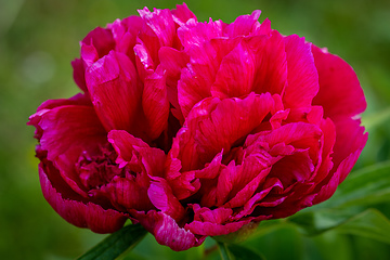 Image showing red peony flower