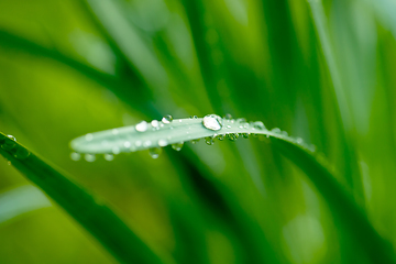 Image showing water drops on green leaf