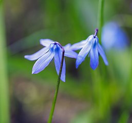 Image showing beautiful blooming blue spring flowers