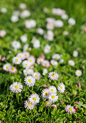 Image showing beautiful blooming daisies