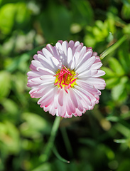 Image showing beautiful blooming daisy flower bellis