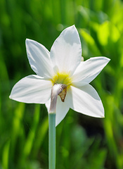 Image showing beautiful blooming daffodil