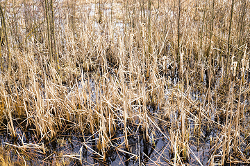 Image showing swampy area