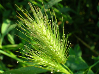 Image showing grass with dew