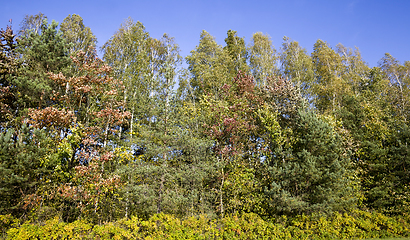 Image showing different deciduous trees