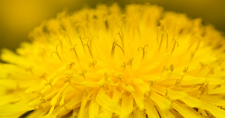 Image showing beautiful dandelion