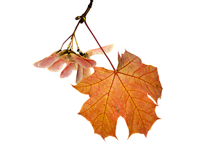 Image showing reddened foliage