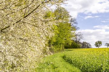 Image showing sunny woodside scenery