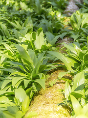 Image showing dense bear leek vegetation