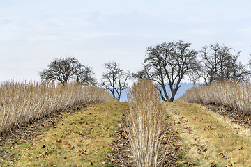 Image showing rural landscape at early spring time