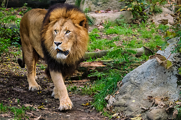 Image showing Lion in jungle forest in nature