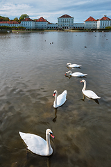 Image showing Swan in pond near Nymphenburg Palace. Munich, Bavaria, Germany