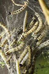 Image showing Bird-Cherry moth larvae