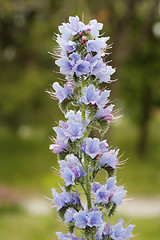 Image showing Viper's Bugloss