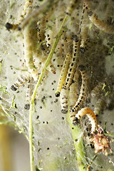 Image showing Birc-Cherry moth larvae