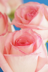 Image showing Roses