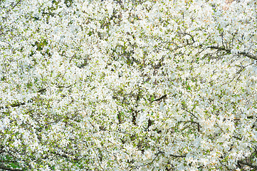 Image showing White magnolia tree flowers Background