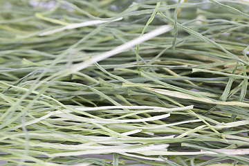 Image showing dried long green grass