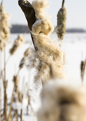 Image showing lush reeds