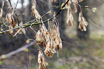 Image showing old maple seeds