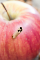 Image showing red ripe and juicy Apple